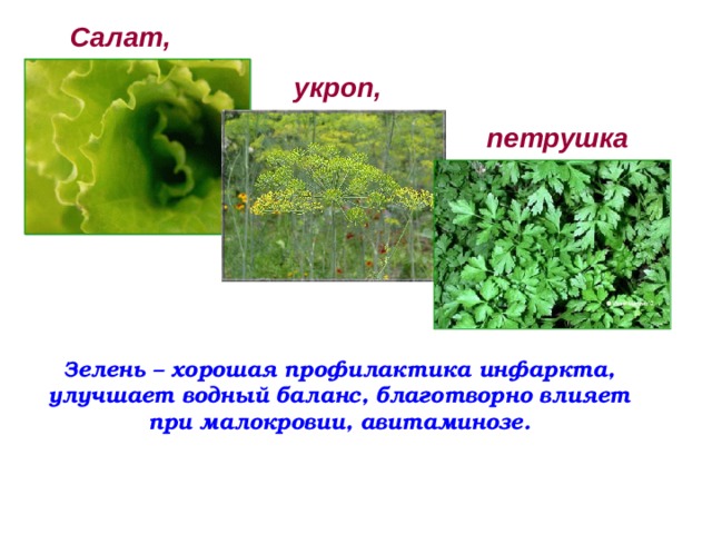  Салат,  укроп,  петрушка Зелень – хорошая профилактика инфаркта, улучшает водный баланс, благотворно влияет при малокровии, авитаминозе. 