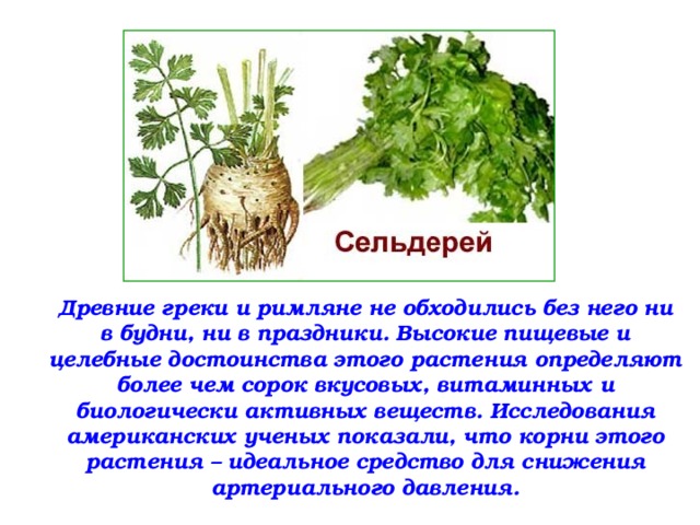 Древние греки и римляне не обходились без него ни в будни, ни в праздники. Высокие пищевые и целебные достоинства этого растения определяют более чем сорок вкусовых, витаминных и биологически активных веществ. Исследования американских ученых показали, что корни этого растения – идеальное средство для снижения артериального давления. 