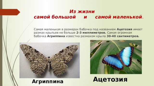   Из жизни  самой большой и самой маленькой . Самая маленькая в размерах бабочка под названием Ацетозия имеет размах крыльев не больше 2-3  миллиметров. Самая огромная бабочка Агриппина известна размахом крыла 30-40 сантиметров. Ацетозия Агриппина 