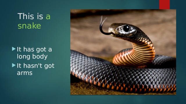 This is a snake It has got a long body It hasn't got arms 