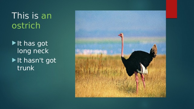 This is an  ostrich It has got long neck It hasn't got trunk 