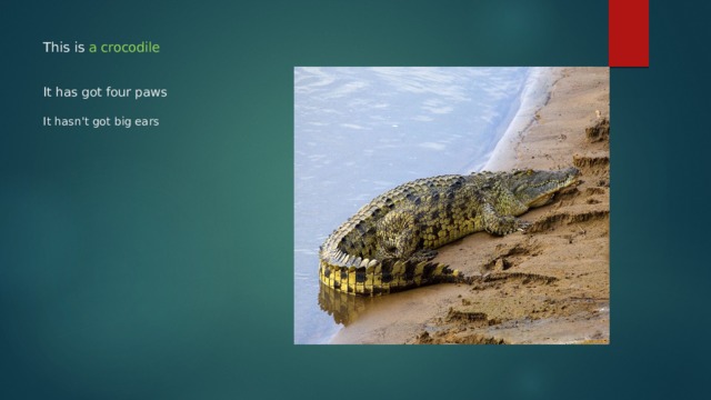 This is a crocodile    It has got four paws   It hasn't got big ears 