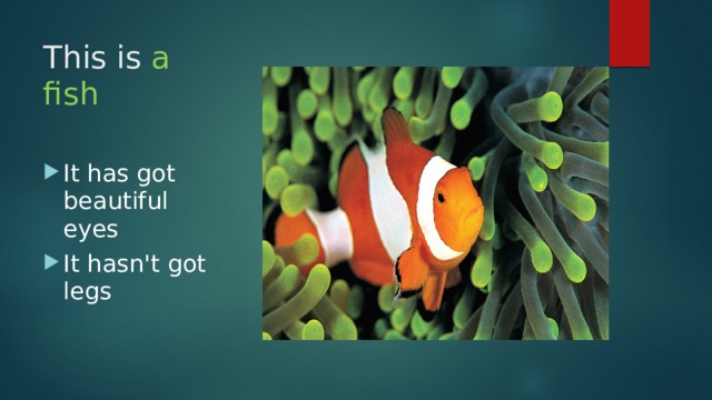 This is a fish It has got beautiful eyes It hasn't got legs 