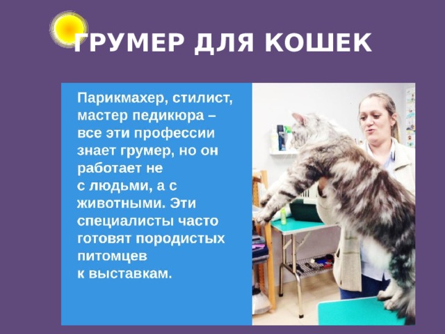 ГРУМЕР ДЛЯ КОШЕК 