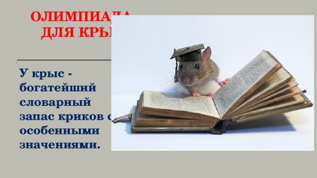 Олимпиада  для крыс     У крыс - богатейший словарный запас криков с особенными значениями. 