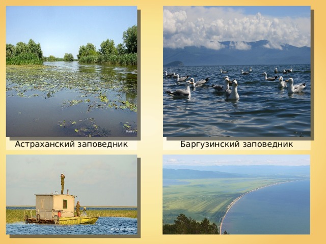 Markv Астраханский заповедник Баргузинский заповедник Игорь Шпиленок 