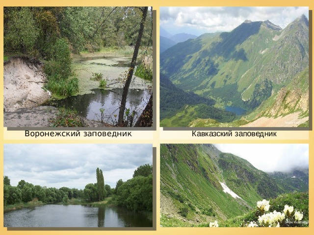 Sergei Kazantsev Воронежский заповедник Кавказский заповедник Sergei Kazantsev 
