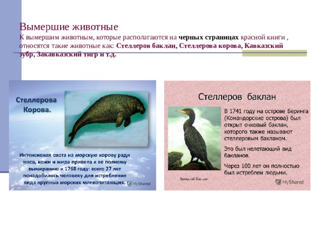 Вымершие животные  К вымершим животным, которые располагаются на черных страницах красной книги , относятся такие животные как: Стеллеров баклан, Стеллерова корова, Кавказский зубр, Закавказский тигр и т.д. 