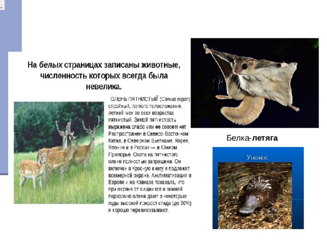 . Белка- летяга 