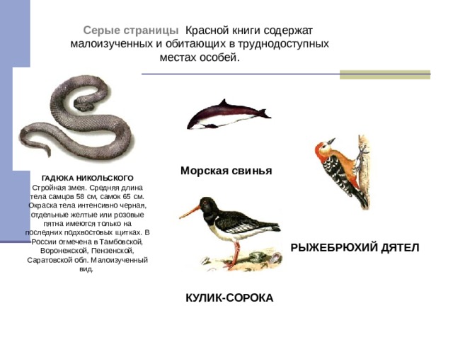 Презентация на тему законы россии об охране животного мира система мониторинга