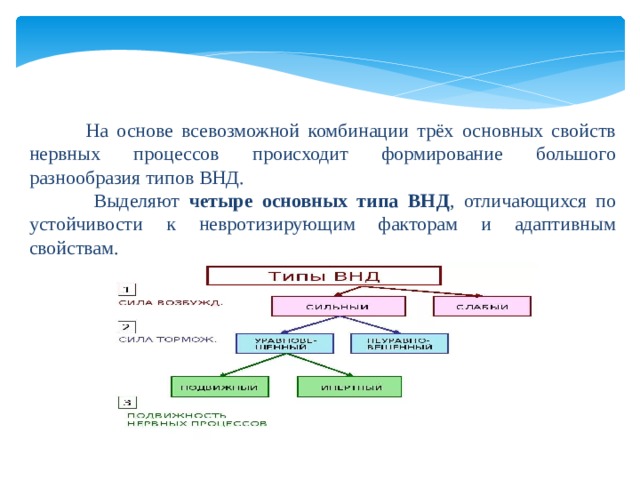  На основе всевозможной комбинации трёх основных свойств нервных процессов происходит формирование большого разнообразия типов ВНД.  Выделяют четыре основных типа ВНД , отличающихся по устойчивости к невротизирующим факторам и адаптивным свойствам. 