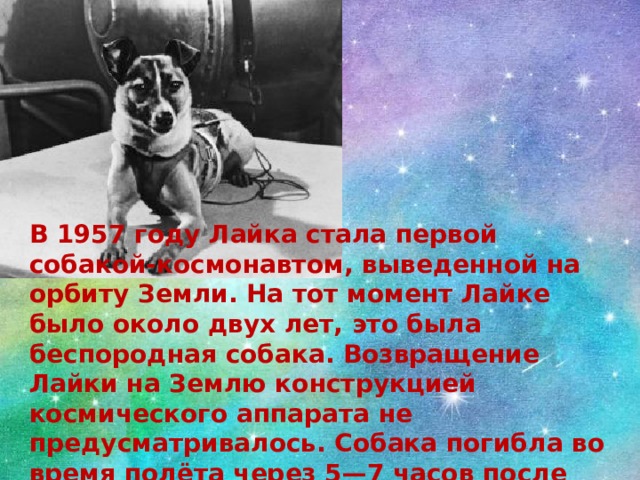 В 1957 году Лайка стала первой собакой-космонавтом, выведенной на орбиту Земли. На тот момент Лайке было около двух лет, это была беспородная собака. Возвращение Лайки на Землю конструкцией космического аппарата не предусматривалось. Собака погибла во время полёта через 5—7 часов после старта от перегрева, хотя предполагалось, что она проживёт на космической орбите около недели. Полетевшие вслед за ней Лисичка и Чайка погибли при аварии в момент запуска 