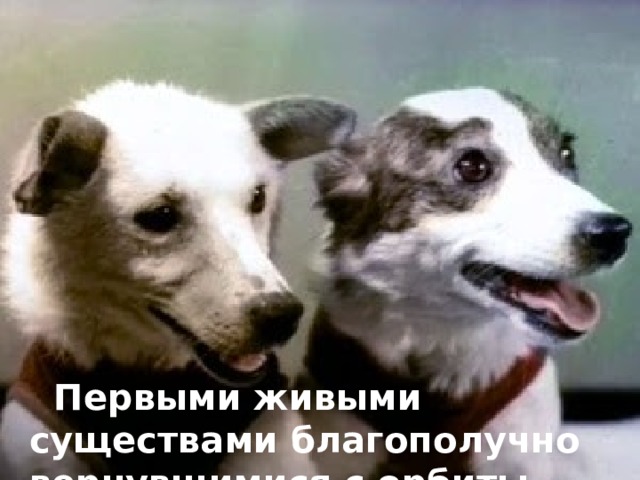   Первыми живыми существами благополучно вернувшимися с орбиты были Белка и Стрелка. 