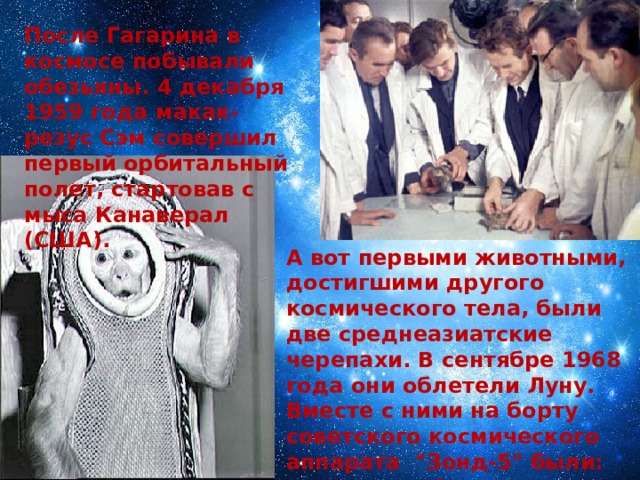 После Гагарина в космосе побывали обезьяны. 4 декабря 1959 года макак-резус Сэм совершил первый орбитальный полет, стартовав с мыса Канаверал (США). А вот первыми животными, достигшими другого космического тела, были две среднеазиатские черепахи. В сентябре 1968 года они облетели Луну. Вместе с ними на борту советского космического аппарата  