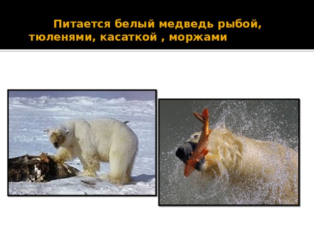  Питается белый медведь рыбой, тюленями, касаткой , моржами моржами 