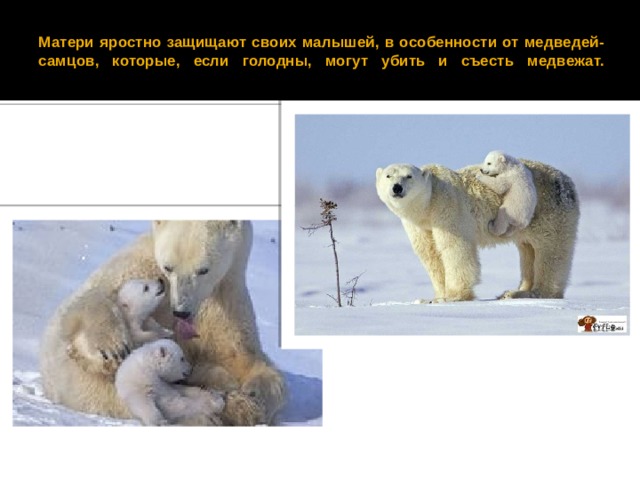  Матери яростно защищают своих малышей, в особенности от медведей-самцов, которые, если голодны, могут убить и съесть медвежат.   
