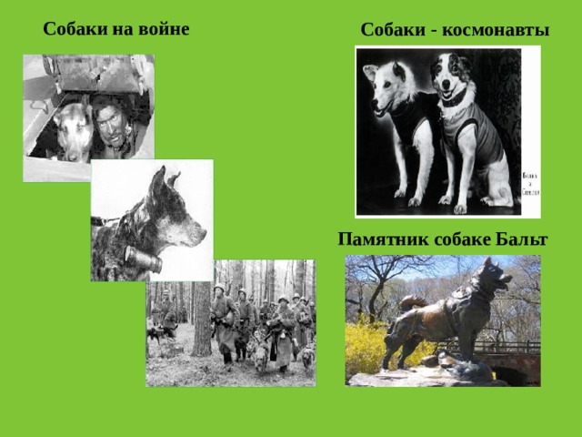 Собаки на войне Собаки - космонавты Памятник собаке Бальт 