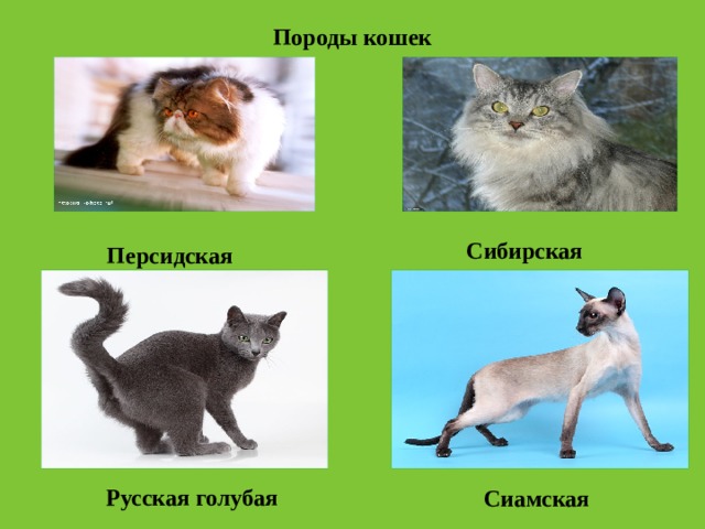 Породы кошек  Сибирская  Персидская Русская голубая  Сиамская 