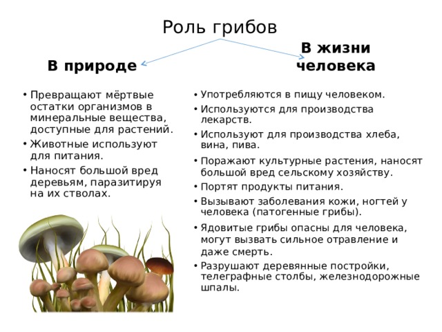 Функция спор грибов