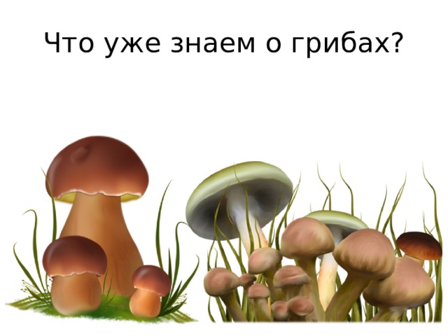 Что уже знаем о грибах? 