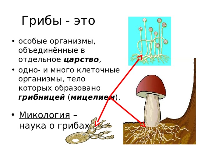 Грибы - это особые организмы, объединённые в отдельное царство , одно- и много клеточные организмы, тело которых образовано грибницей ( мицелием ). Микология – наука о грибах 