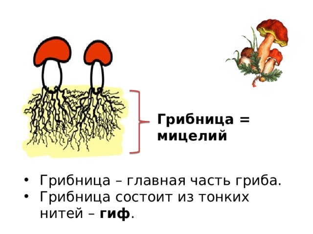 Грибница = мицелий Грибница – главная часть гриба. Грибница состоит из тонких нитей – гиф . 