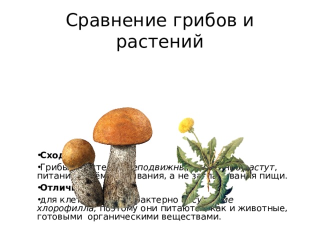 Сходством грибов с растениями является. Сравнение грибов. Сравнение царства растений и грибов. Сравнить грибы с растениями.