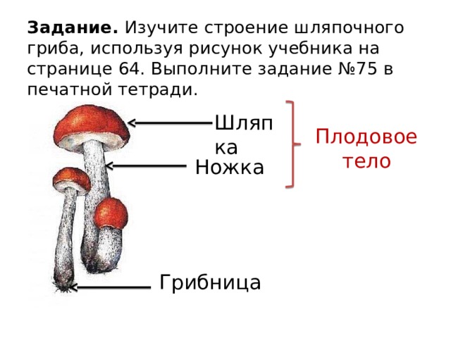 Шляпочные грибы водоросли. Строение шляпочного гриба. Жизненный цикл шляпочного гриба подосиновика. Гриб строение шляпочного гриба. Строение шляпочного гриба: ножка.