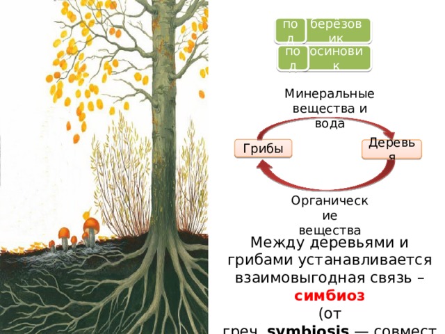 берёзовик под осиновик под Минеральные вещества и вода Грибы Деревья Органические вещества Между деревьями и грибами устанавливается взаимовыгодная связь – симбиоз (от греч.  symbiosis  — совместная жизнь). 