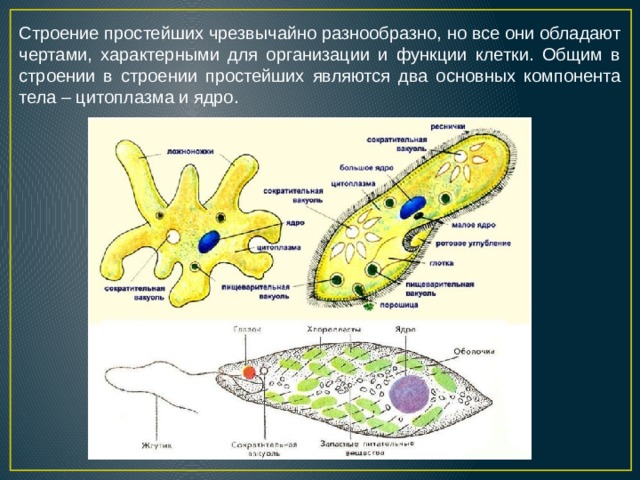 Строение простейших чрезвычайно разнообразно, но все они обладают чертами, характерными для организации и функции клетки. Общим в строении в строении простейших являются два основных компонента тела – цитоплазма и ядро. 