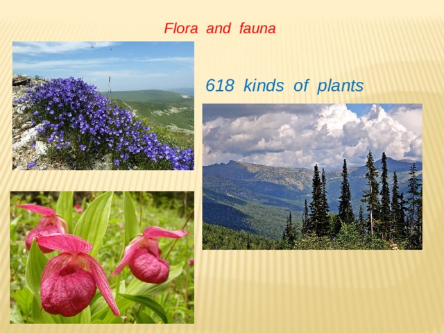 Flora and fauna 618 kinds of plants 