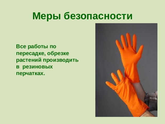 Меры безопасности   Все работы по пересадке, обрезке растений производить в резиновых перчатках. 
