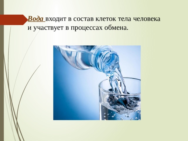  Вода входит в состав клеток тела человека и участвует в процессах обмена. 