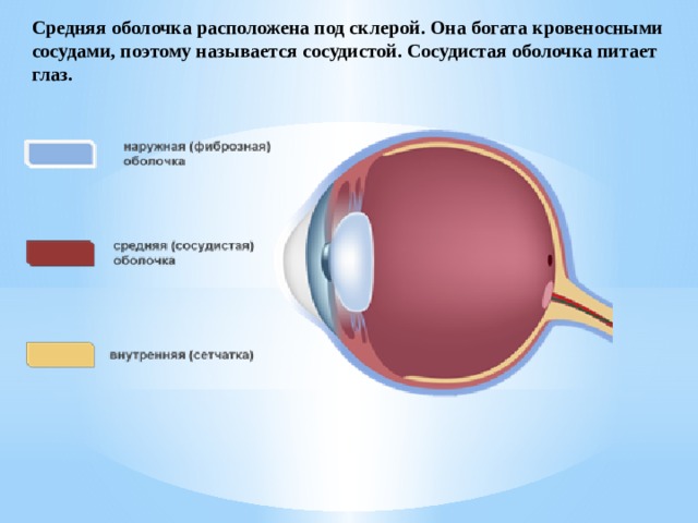 Средняя оболочка расположена под склерой. Она богата кровеносными сосудами, поэтому называется сосудистой. Сосудистая оболочка питает глаз. 