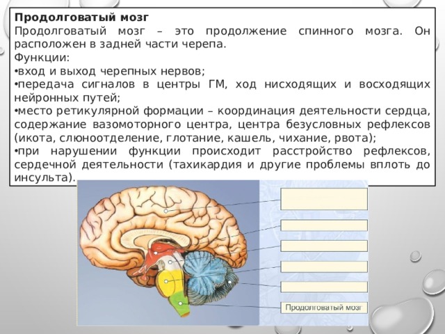 Роль продолговатого мозга. Продолговатый мозг строение и функции. Функции продолговатого мозга мозга кратко. Продолговатый мозг анатомия строение кратко. Характеристика продолговатого мозга.