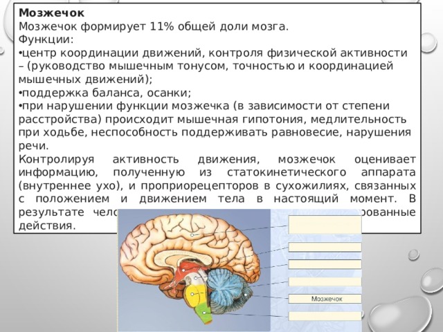 Тест мозжечок. Отдел мозга мозжечок функции. Функции отделов головного мозга мозжечок. Функции мозжечка в головном мозге. Функция отдела головного мозга мозжечок функции.