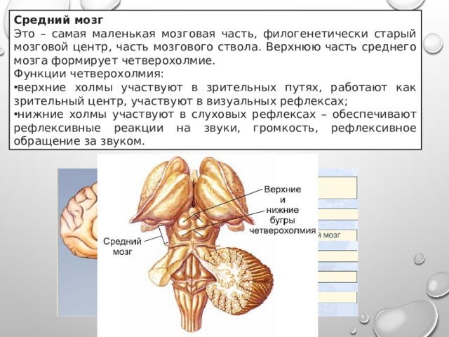 Средний мозг Это – самая маленькая мозговая часть, филогенетически старый мозговой центр, часть мозгового ствола. Верхнюю часть среднего мозга формирует четверохолмие. Функции четверохолмия: верхние холмы участвуют в зрительных путях, работают как зрительный центр, участвуют в визуальных рефлексах; нижние холмы участвуют в слуховых рефлексах – обеспечивают рефлексивные реакции на звуки, громкость, рефлексивное обращение за звуком. 