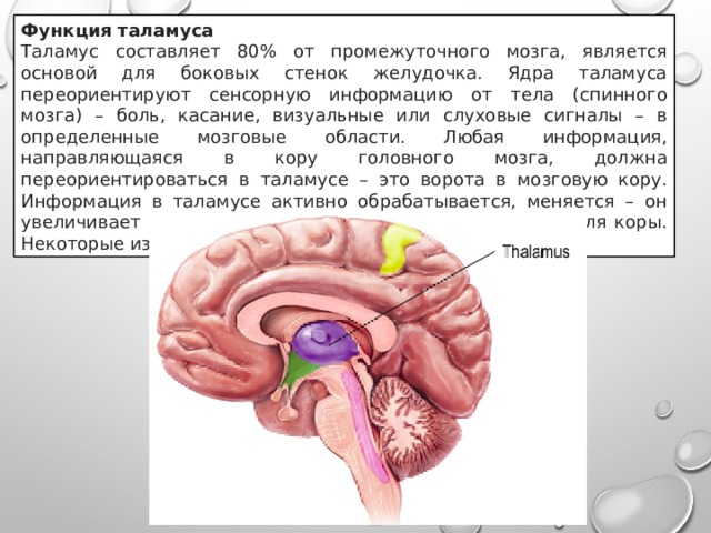 Функция таламуса Таламус составляет 80% от промежуточного мозга, является основой для боковых стенок желудочка. Ядра таламуса переориентируют сенсорную информацию от тела (спинного мозга) – боль, касание, визуальные или слуховые сигналы – в определенные мозговые области. Любая информация, направляющаяся в кору головного мозга, должна переориентироваться в таламусе – это ворота в мозговую кору. Информация в таламусе активно обрабатывается, меняется – он увеличивает или уменьшает сигналы, предназначенные для коры. Некоторые из ядер таламуса двигательные. 