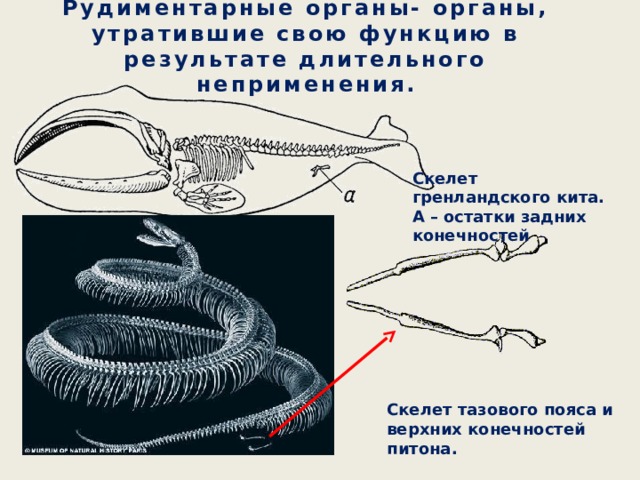 Рудиментарные органы- органы, утратившие свою функцию в результате длительного неприменения. Скелет гренландского кита. А – остатки задних конечностей Скелет тазового пояса и верхних конечностей питона. 