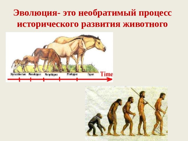 Эволюция- это необратимый процесс исторического развития животного мира. 