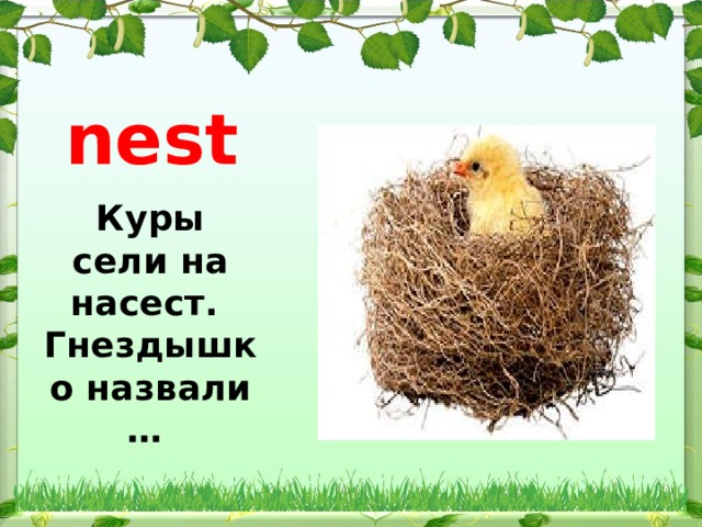 nest Куры сели на насест.  Гнездышко назвали … 