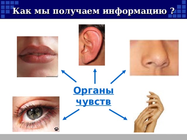 Как мы получаем информацию ? Органы чувств 