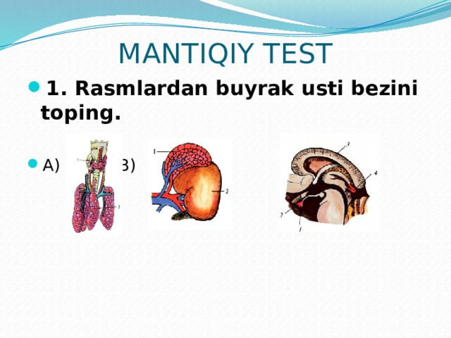 MANTIQIY TEST 1. Rasmlardan buyrak usti bezini toping. A)   B)    C) 