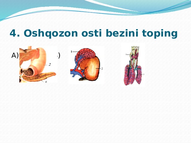 4. Oshqozon osti bezini toping A)   B)    C) 