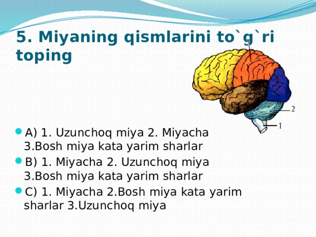 5. Miyaning qismlarini to`g`ri toping A) 1. Uzunchoq miya 2. Miyacha 3.Bosh miya kata yarim sharlar B) 1. Miyacha 2. Uzunchoq miya 3.Bosh miya kata yarim sharlar C) 1. Miyacha 2.Bosh miya kata yarim sharlar 3.Uzunchoq miya 