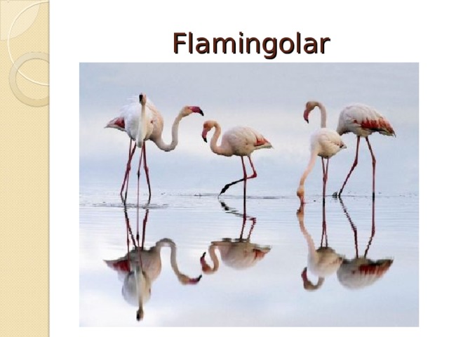 Flamingolar 