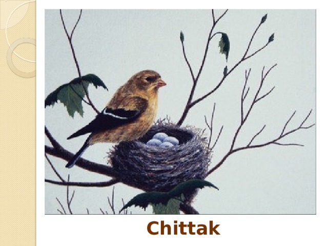 Chittak 