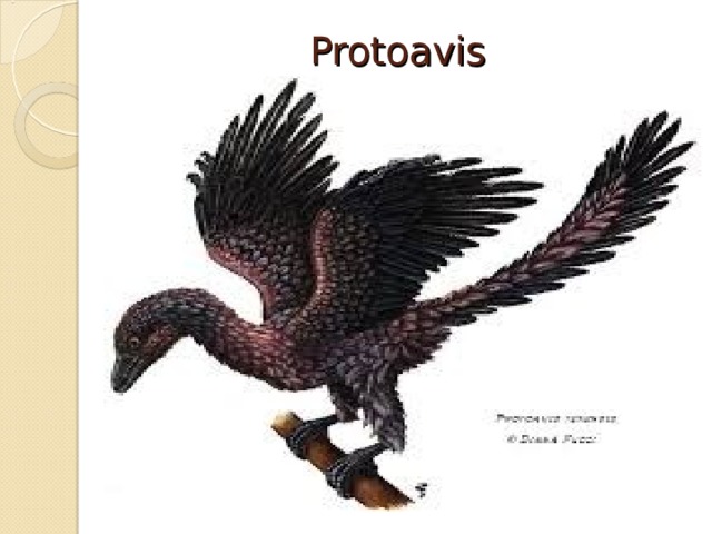 Protoavis 