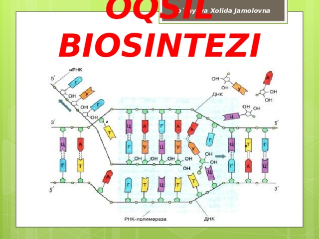 To`rayeva Xolida Jamolovna OQSIL BIOSINTEZI 