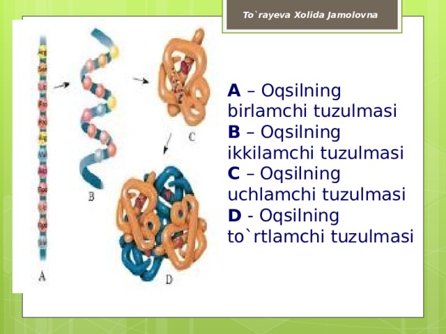 To`rayeva Xolida Jamolovna A – Oqsilning birlamchi tuzulmasi  B – Oqsilning ikkilamchi tuzulmasi  C – Oqsilning uchlamchi tuzulmasi  D - Oqsilning to`rtlamchi tuzulmasi   